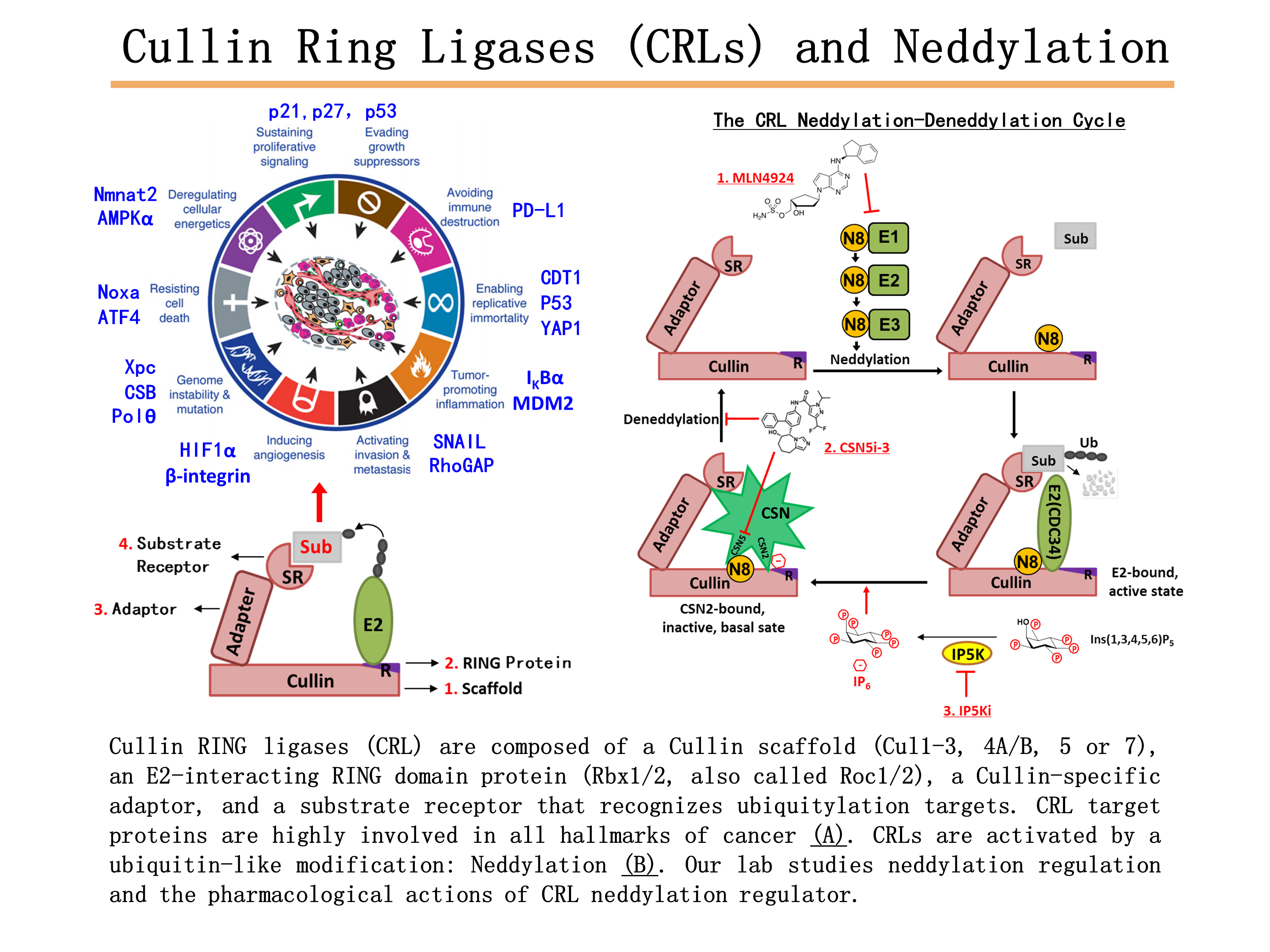 cullin-ring ligase(crl)家族泛素连接酶介导了总泛素化的20%,在癌症