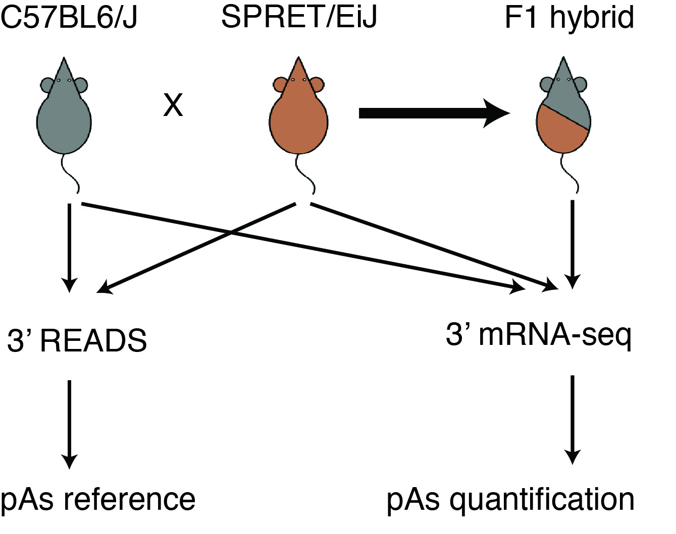 Fig1a